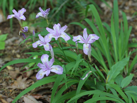 Iris gracilipes