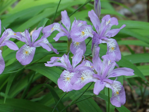 Iris gracilipes