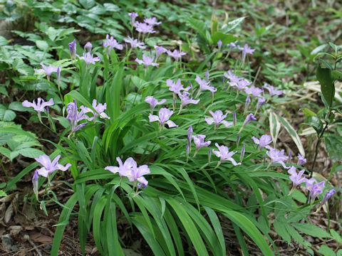 Iris gracilipes