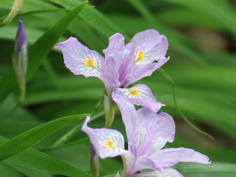 Iris gracilipes