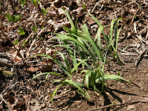 Iris gracilipes