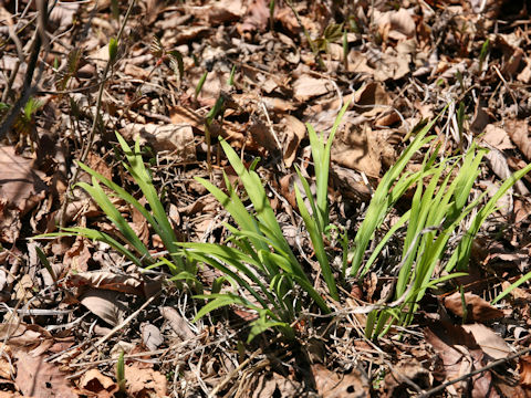 Iris gracilipes