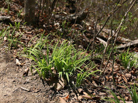 Iris gracilipes