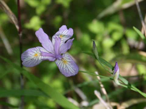 Iris gracilipes