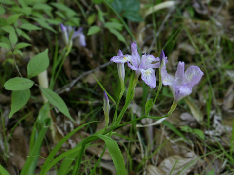 Iris gracilipes