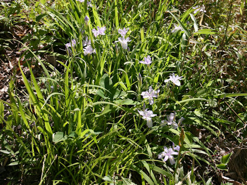 Iris gracilipes