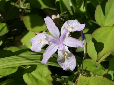 Iris gracilipes