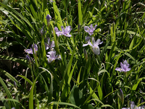 Iris gracilipes