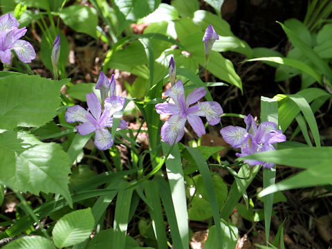 Iris gracilipes