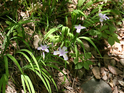 Iris gracilipes