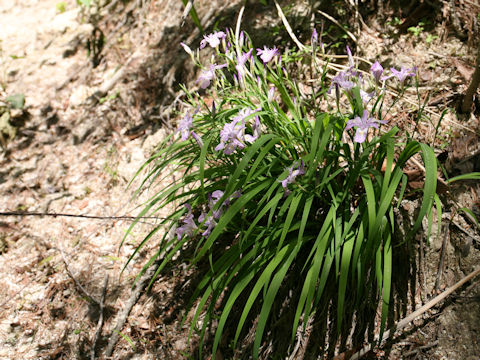 Iris gracilipes