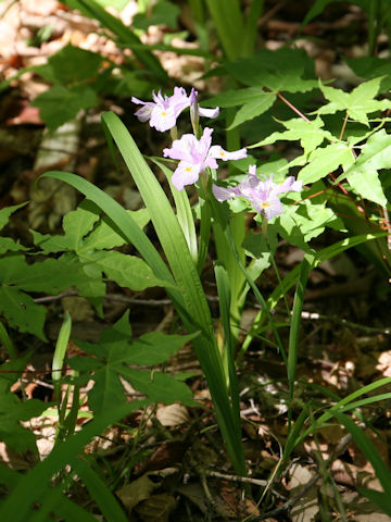 Iris gracilipes