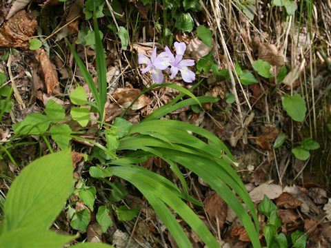 Iris gracilipes