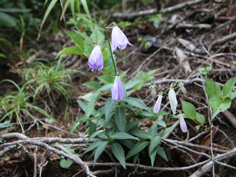 Adenophora nikoensis