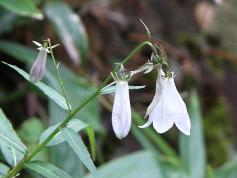 Adenophora nikoensis