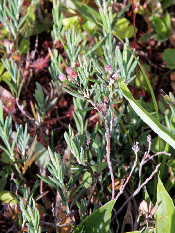 Andromeda polifolia