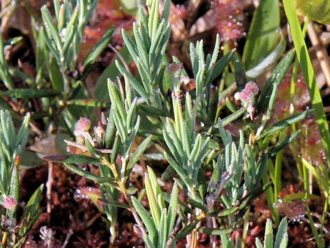 Andromeda polifolia