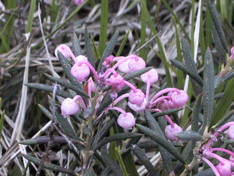 Andromeda polifolia