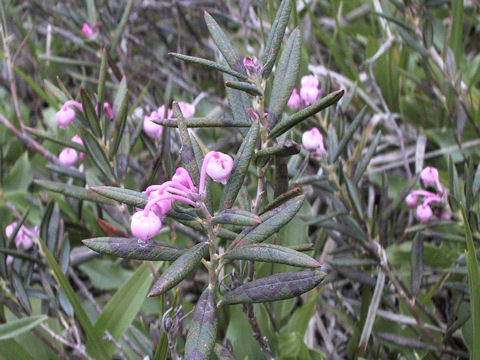 Andromeda polifolia