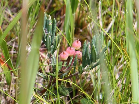 Andromeda polifolia