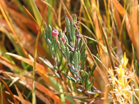 Andromeda polifolia