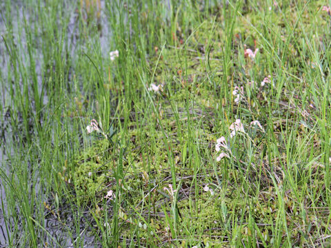 Andromeda polifolia