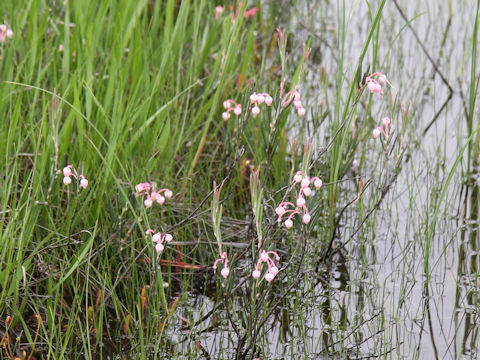 Andromeda polifolia