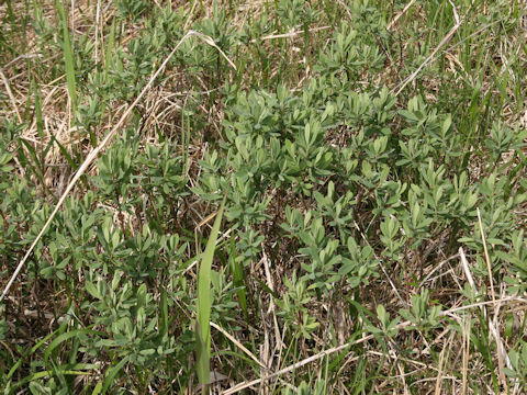 Andromeda polifolia