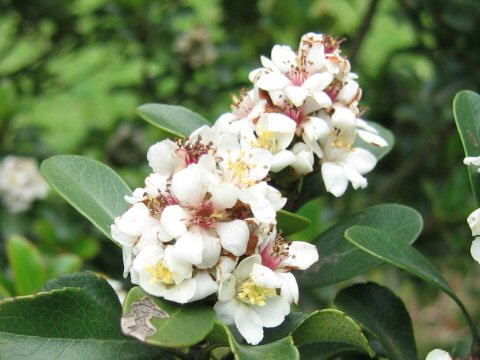 Raphiolepis indica var. umbellata f. minor