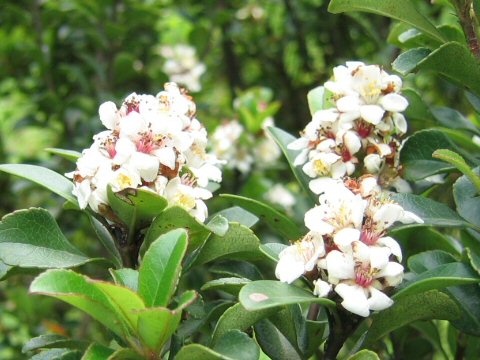 Raphiolepis indica var. umbellata f. minor