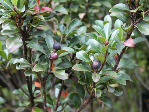 Raphiolepis indica var. umbellata f. minor