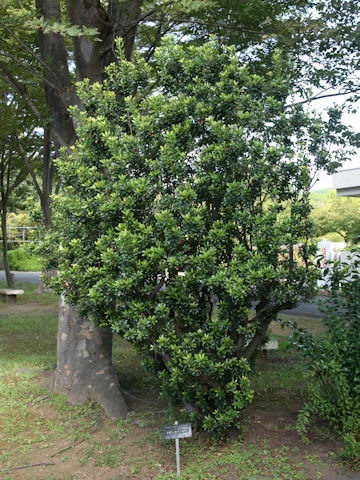 Rhaphiolepis indica var. umbellata f. minor
