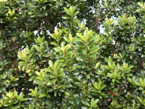 Rhaphiolepis indica var. umbellata f. minor