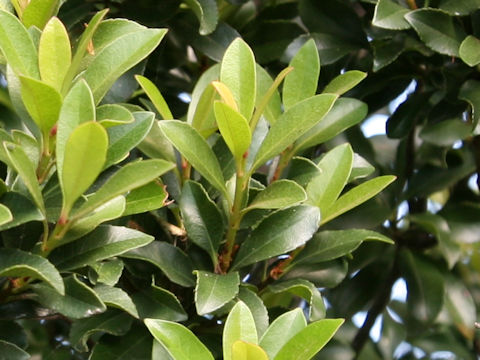 Rhaphiolepis indica var. umbellata f. minor