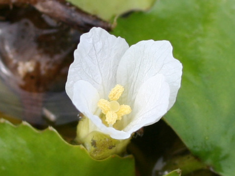 Trapa japonica