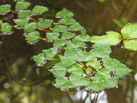 Trapa japonica