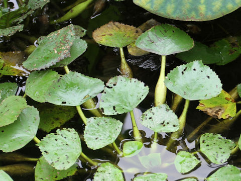 Trapa japonica