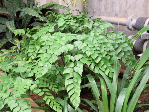 Adiantum trapeziforme