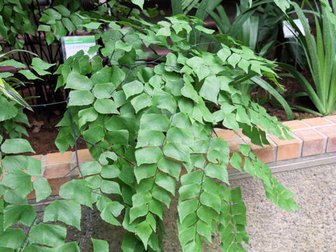 Adiantum trapeziforme