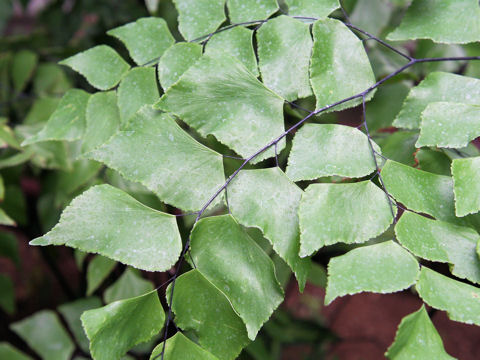 Adiantum trapeziforme