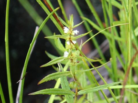 Lycopus maackianus