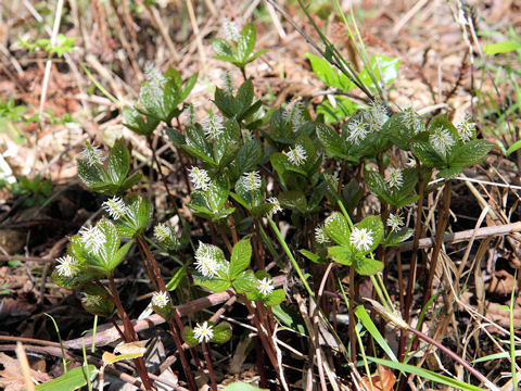 Chloranthus japonicus