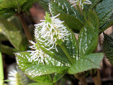 Chloranthus japonicus