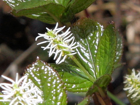 Chloranthus japonicus