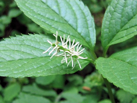 Chloranthus japonicus