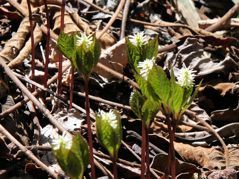 Chloranthus japonicus