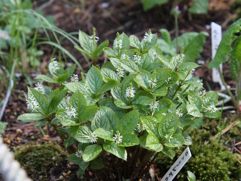 Chloranthus japonicus