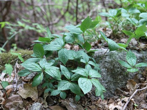 Chloranthus japonicus