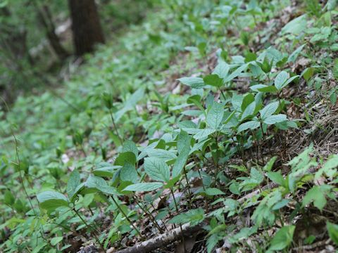 Chloranthus japonicus