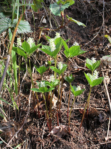 Chloranthus japonicus